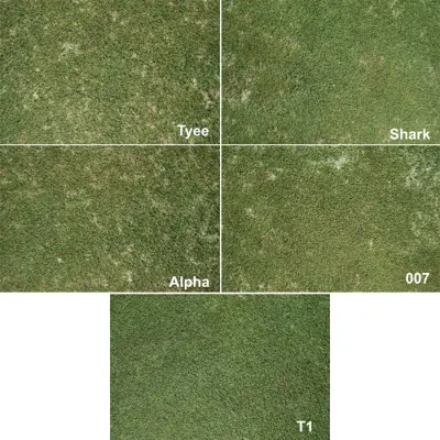 Bentgrass varieties