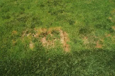 Southern blight
