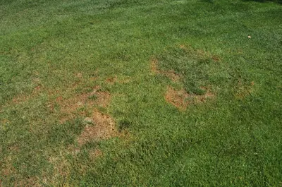 Southern blight