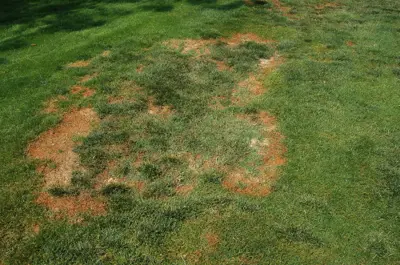 Southern blight