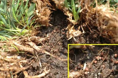 Southern blight