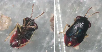 Big-eyed bug