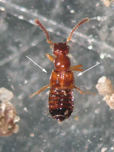 Rove beetle