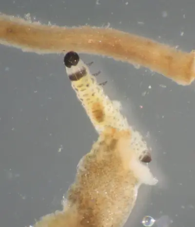 Flea beetle larva