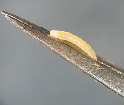 Frit fly larva