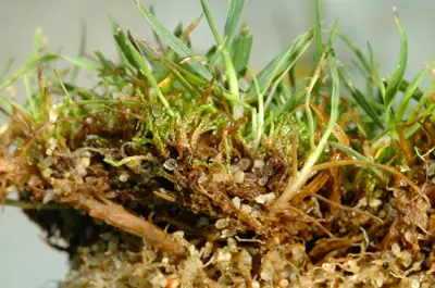 Moss