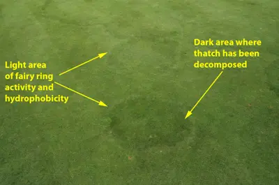 Fairy ring