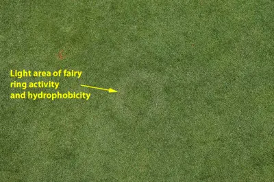 Fairy ring