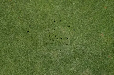 Fairy ring