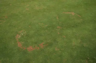 Fairy ring