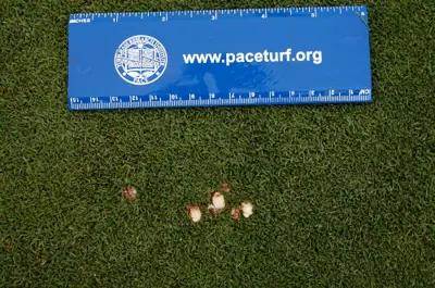 Fairy ring