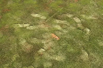 Foot prints