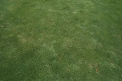 Foot prints