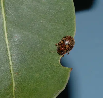 Eucalyptus tortoise beetle