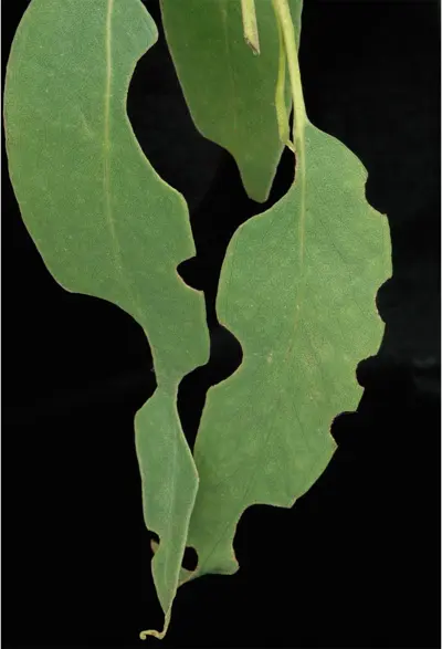 Eucalyptus tortoise beetle damage