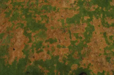 Rapid blight