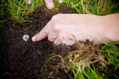 Masked chafer grub