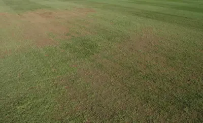 Rapid blight on ryegrass overseeded bermuda