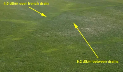 Rapid blight on ryegrass overseeded bermuda