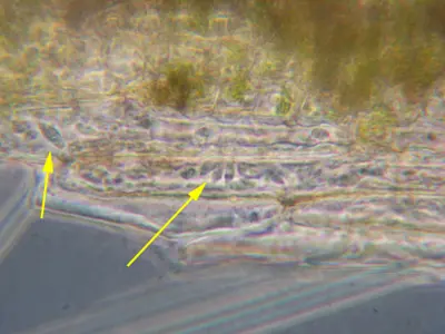 rapid blight on ryegrass
