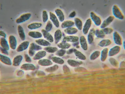 Rapid blight on ryegrass