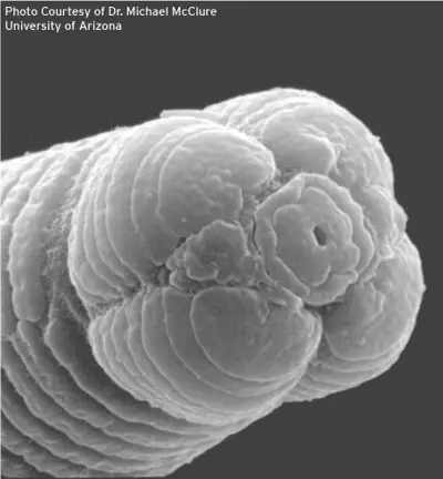 Sting nematode