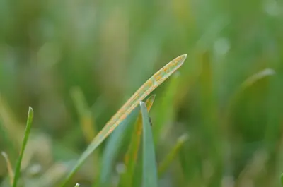 Rust on tall fescue