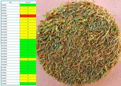 Trimmit on bentgrass