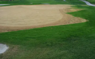 Accidental glyphosate application on poa green