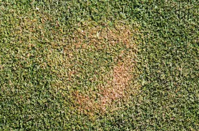 Rapid blight