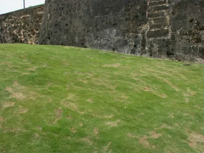 Probable brown patch, San Juan, Puerto Rico