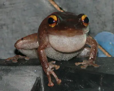The coqui, the (unofficial) symbol of Puerto Rico