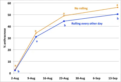 Rolling and anthracnose