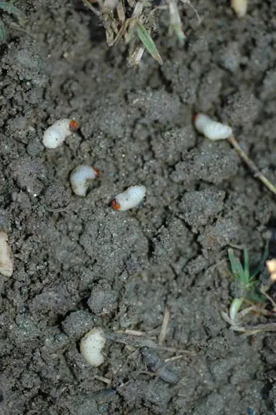 Larvae of the Phoenician billbug