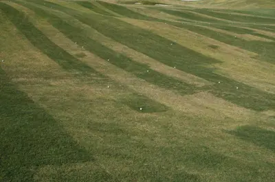Billbug damage on bermudagrass sod