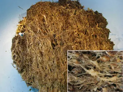 Root knot nematode damage