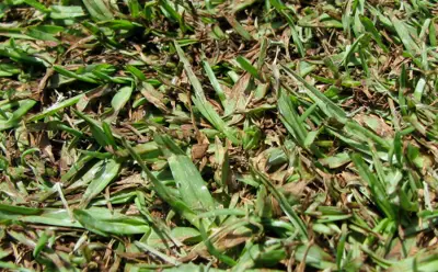 Gray leaf spot, kikuyugrass