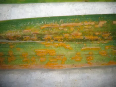 Rust on tall fescue