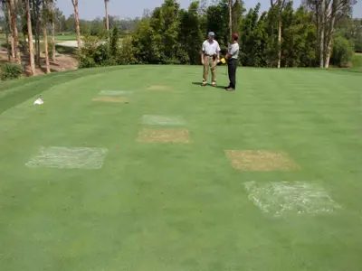 Nematode field trial, August 2009.