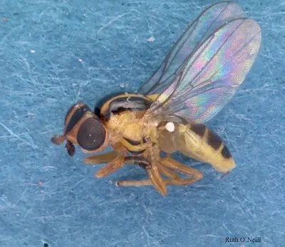 Adult stage of the frit fly