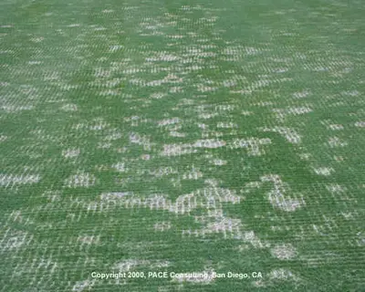 Pythium on A4 bentgrass