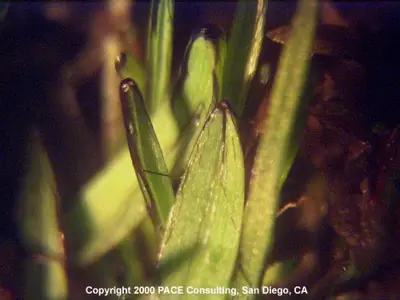 Cyanobacteria (algae)