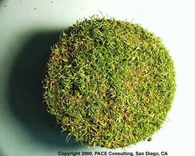 Anguina, stem gall nematode
