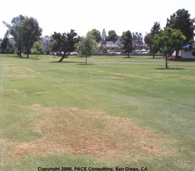 Kikuyugrass decline