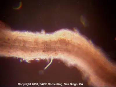 Pythium root rot