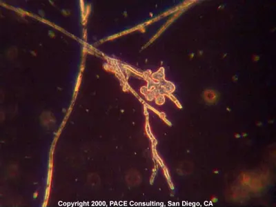 Pythium