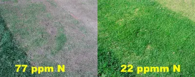 Effect of excessive N on ryegrass overseeded bermuda collar