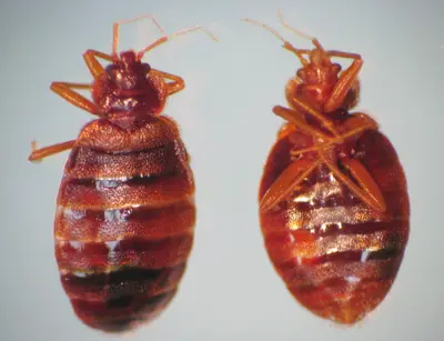 Bed bugs