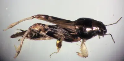 Pygmy mole cricket