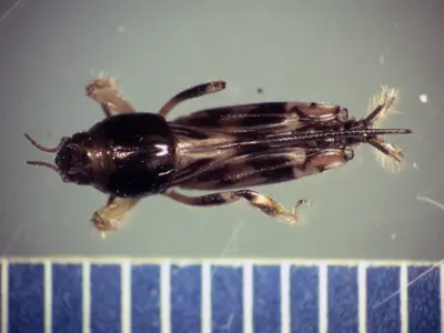 Pygmy mole cricket